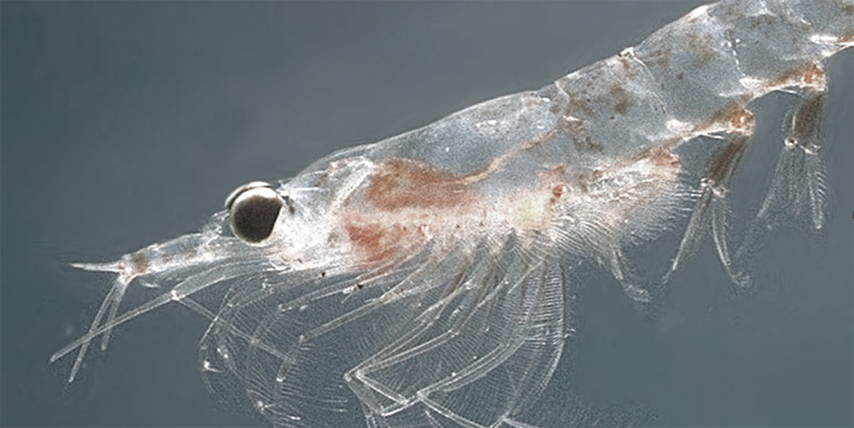 Female krill can lay up to 10,000 eggs at a time