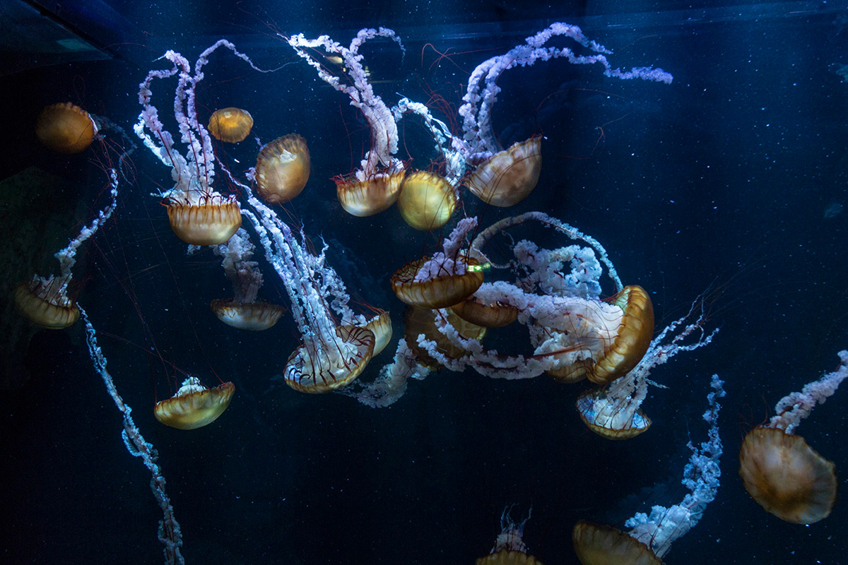 Les méduses dorées se développent dans les eaux fraîches du pacifique nord. Leur apparition en nombre est un signe de dérèglement. Réussir leur élevage est un véritable challenge que Nausicaa a réussi. Ces méduses sont nées ici. ©Caroline Paux