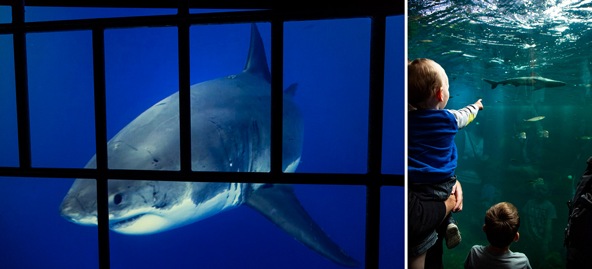 Dans la cage aux requins, un face-à-face (virtuel) s’impose… sans crainte ! Les requins font toujours l’admiration des enfants © Caroline Paux