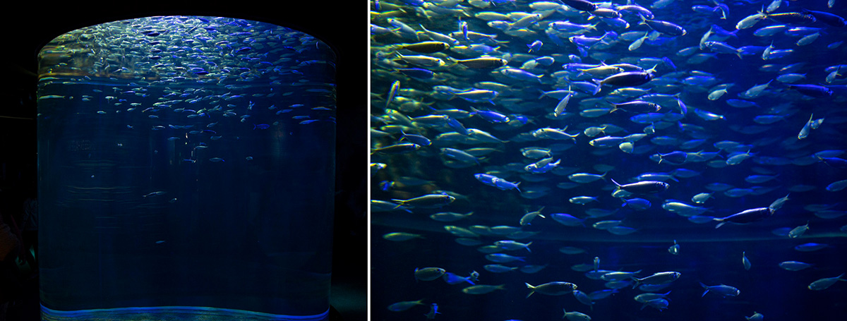 Dans un aquarium cylindrique, les sardines, sont inséparables… © caroline Paux