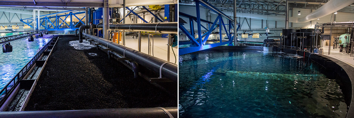 Le plateau technique du grand bassin permet de contrôler l’eau toujours sous surveillance. Des systèmes de filtrage et d’oxygénation ultra performants et innovants maintiennent la qualité de l’eau. © Caroline Paux