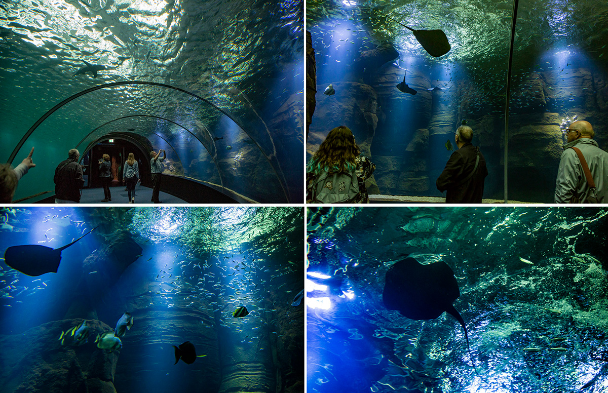 Le Tunnel de 18 mètres de long, offre une immersion complète en haute mer, en compagnie des requins, des raies et autres poissons. © Caroline Paux