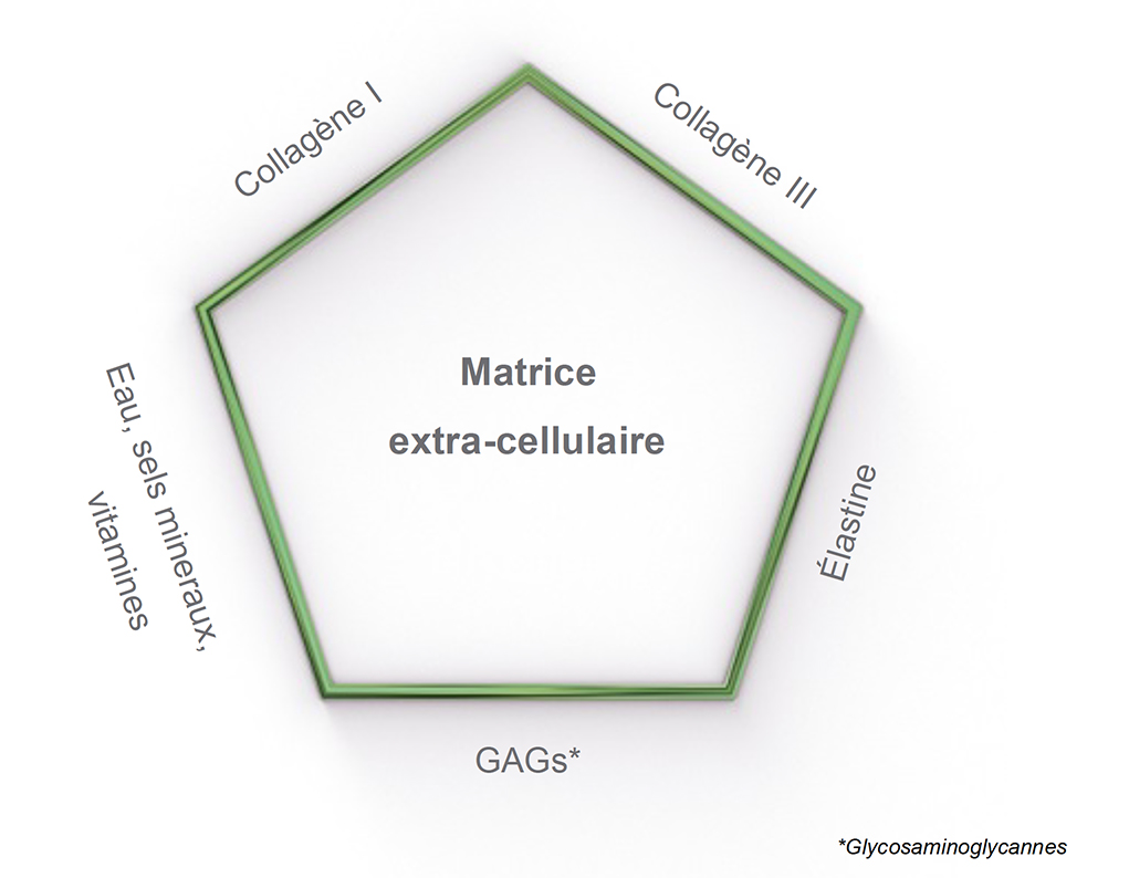 Matrice Extra-cellulaire