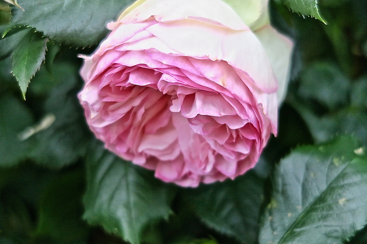 Une belle rose