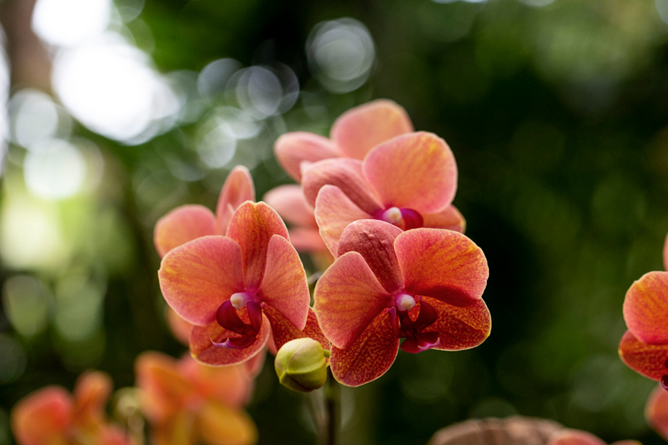 Orchidées-phalaenopsis