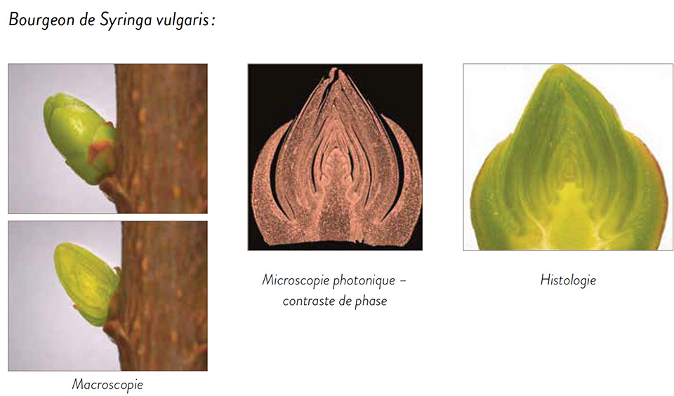 Bourgeon de Syringa vulgaris