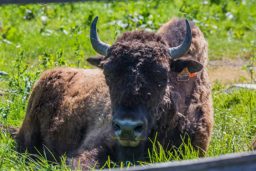 Lascaux-IV-Le-Parc-du-Thot