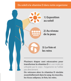 UVB et Vitamine D