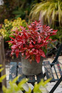 Le bambou sacré Blush Pink