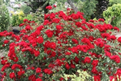 Le Rosier sans contraintes® Vittel arbustif