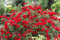 Plantes rouges Globe Planter