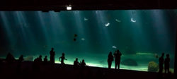 Pour offrir une vue imprenable sur la vie sous-marine, Nausicaa a créé cet immense bassin équipé d’une baie vitrée de 38 cm d’épaisseur sur 20 mètres de large et 5 mètres de hauteur. © Caroline Paux