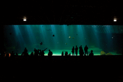 Le nouveau Nausicaa rivalise aujourd’hui avec les plus grands aquariums du monde. ©S. et J. Rougerie