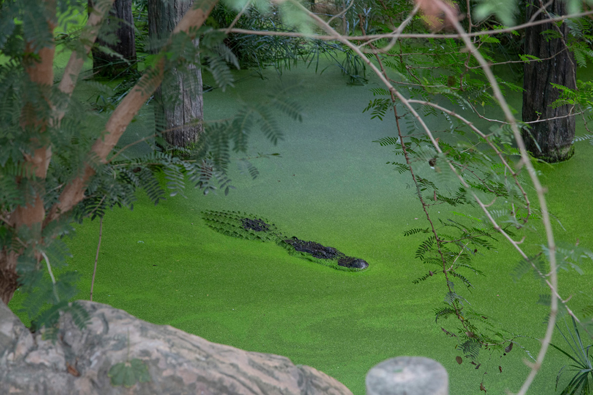L’alligator du Mississippi