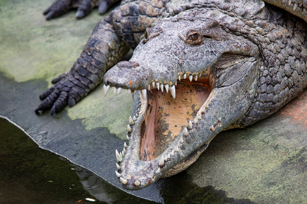Crocodile gueule ouverte