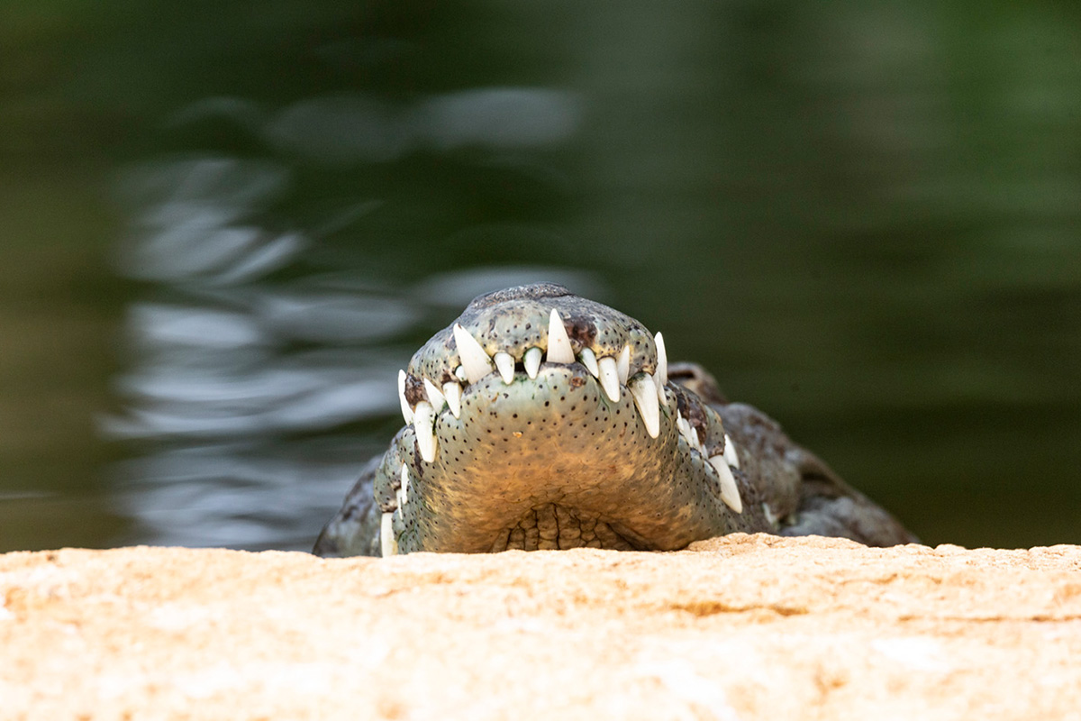 Dents d'un crocodile