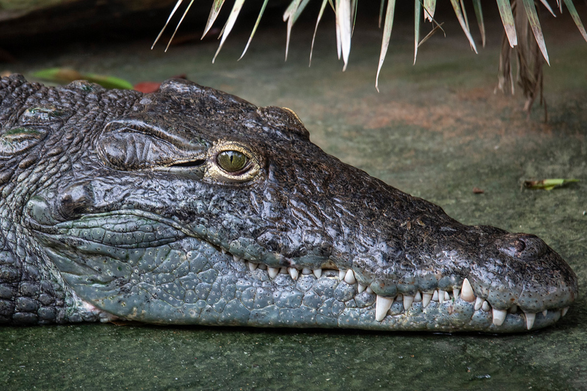 Crocodile toujours à l’affut. Il tient à l’œil les visiteurs ! 