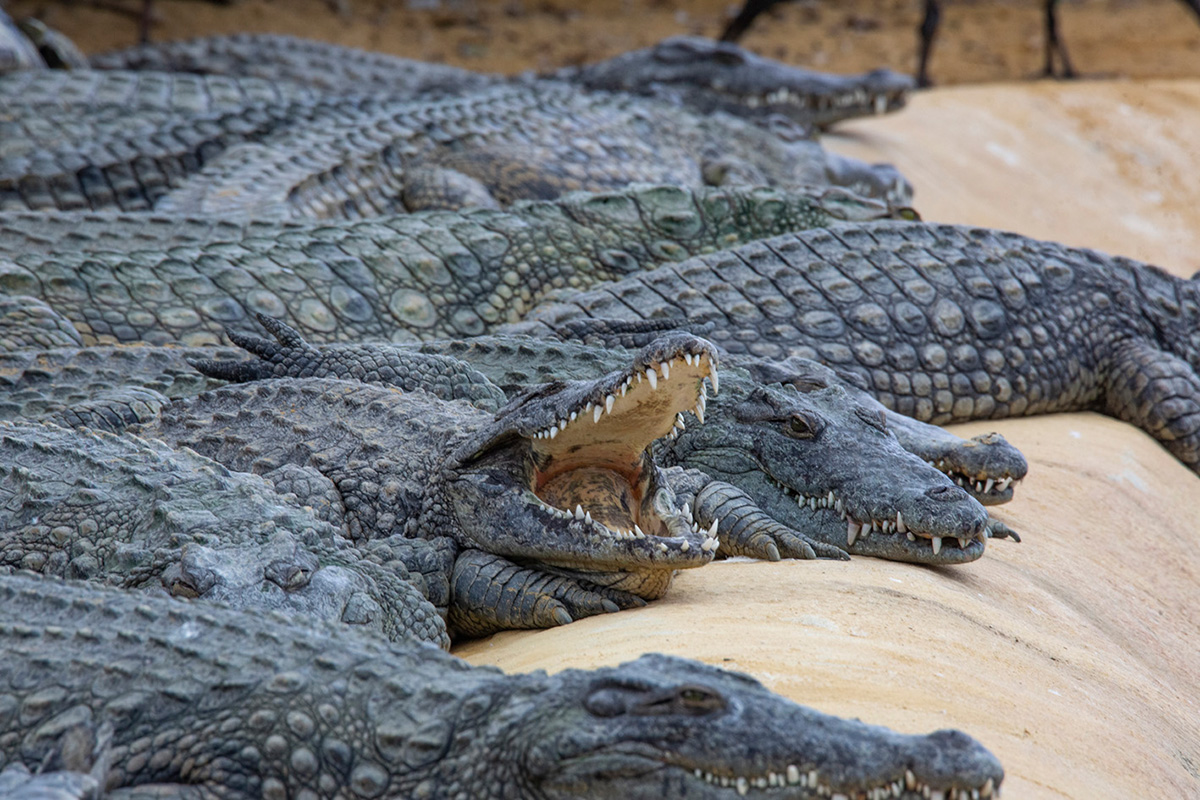 Les crocodiles du Nil