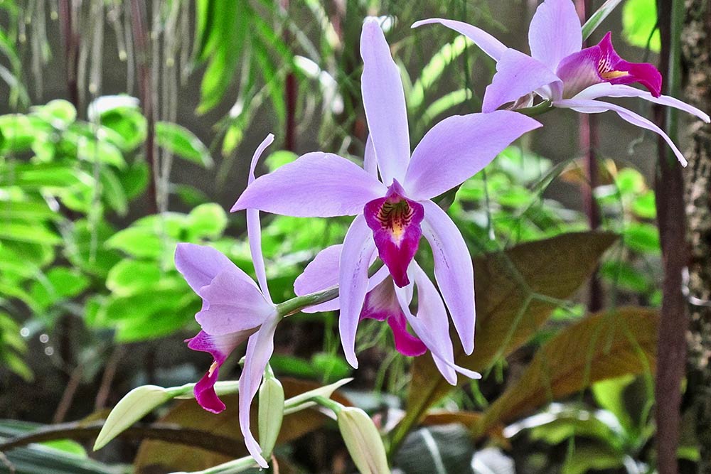 Belles Orchidées