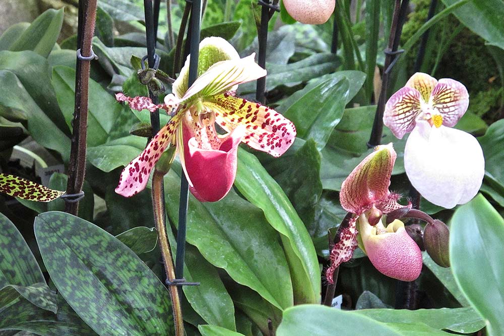 Belles Orchidées