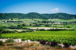 Vignoble de Tavel
