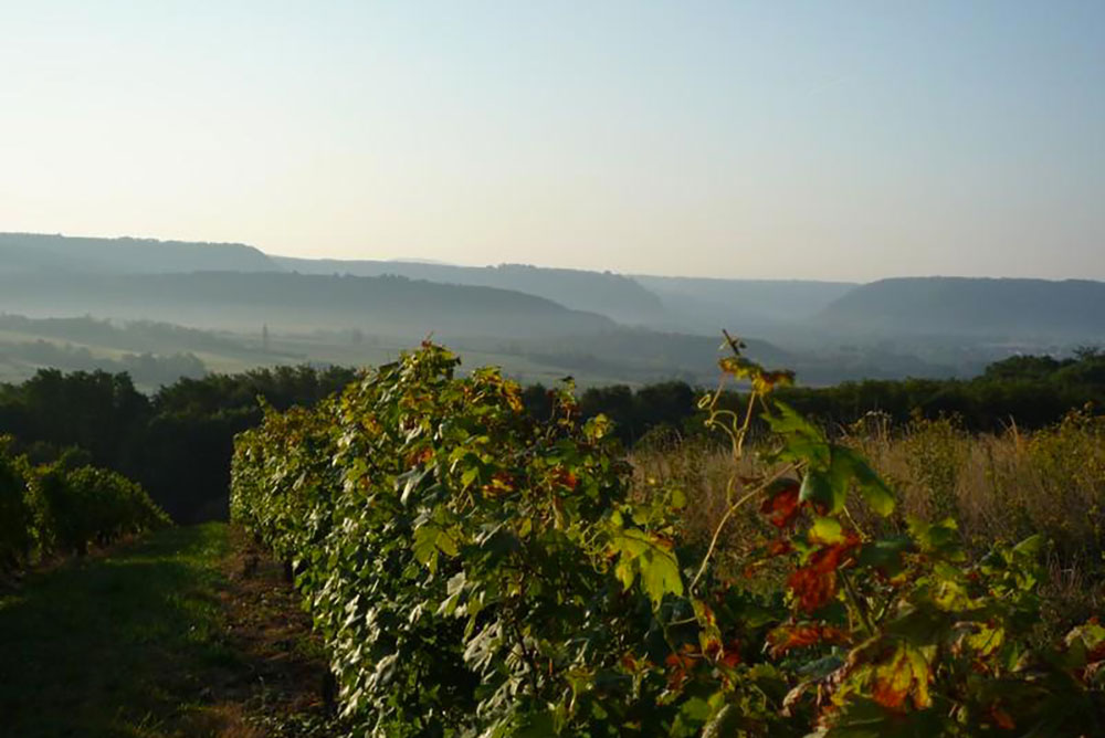 Vignoble des côtes du Jura
