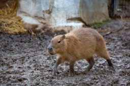 Le capybara, le plus gros rongeur du monde