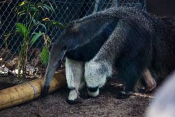 Le grand tamanoir peut mesurer jusqu’à deux mètres ! Avec son museau alongé qui se termine par la bouche, il s’introduit dans les fourmilières pour happer les insectes. Son odarat est 40 fois plus puissant que le notre !