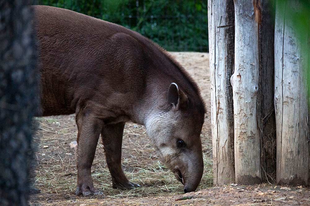 Le tapir est un animal nocturne… vous le verrez facilement.
