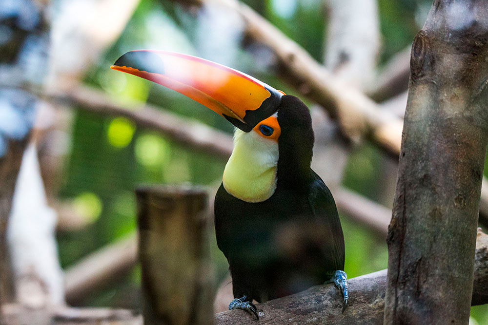Le toucan toco et son énorme bec incurvé orange