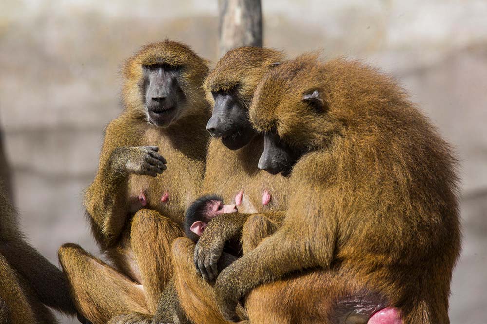 Les babouins vivent en groupes. Ce sont les femelles qui dominent…