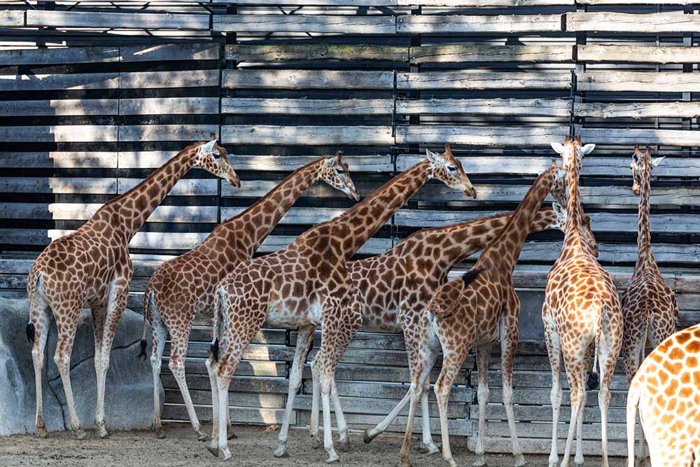 Les girafes emblématiques du Parc zoologique