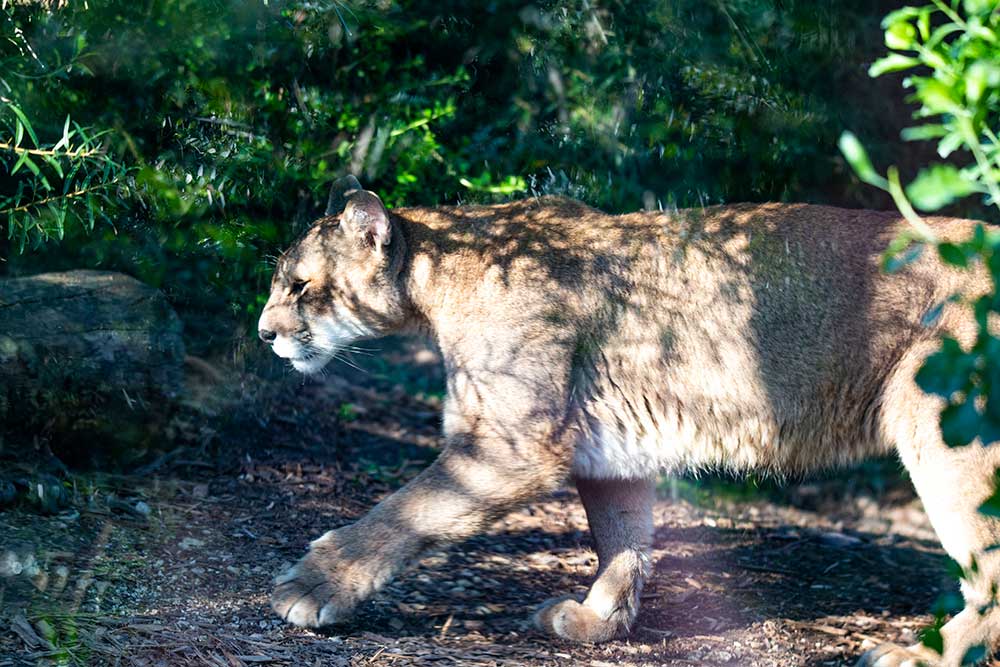 Macéo, le Puma, est un prédateur redouté qui peut sauter jusqu’à 4 mètres de haut sans élan !