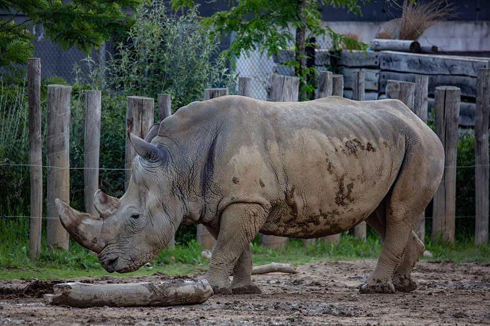 Des légendes prêtent aux cornes du rhinocéros blanc des vertus érotiques, ce qui vaut à ces animaux d’être chassés par les braconniers. C’est une race très menacée.