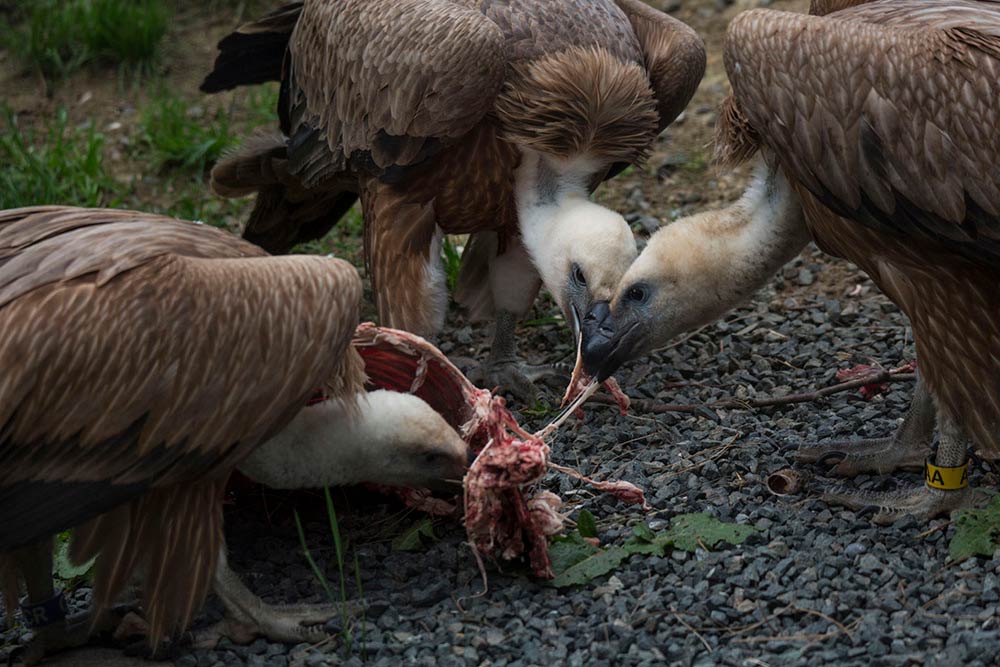 Les vautours fauves se nourrissent essentiellement de carcasses.