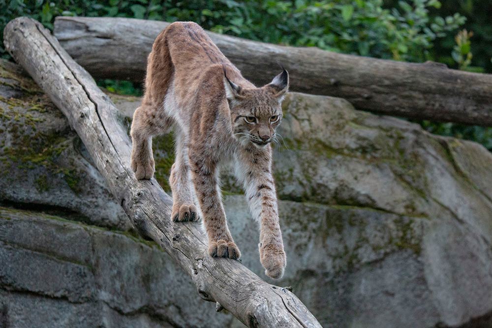 Superbe Lynx