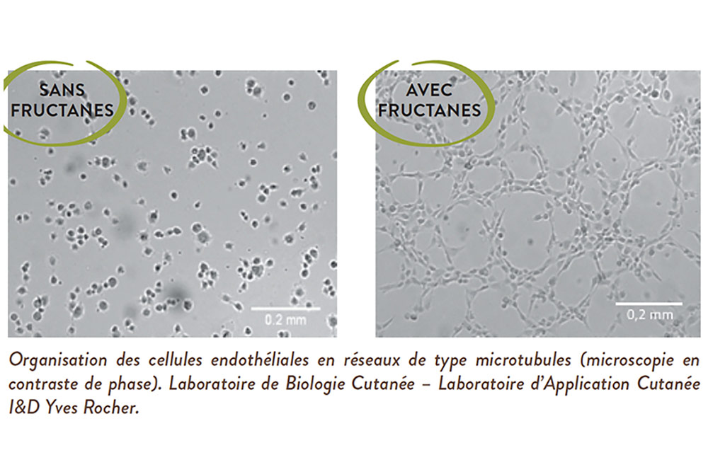 Les deux fructoses d'Agave augmentent la formation de microtubules par les cellules endothéliales de 88% et 134%.
