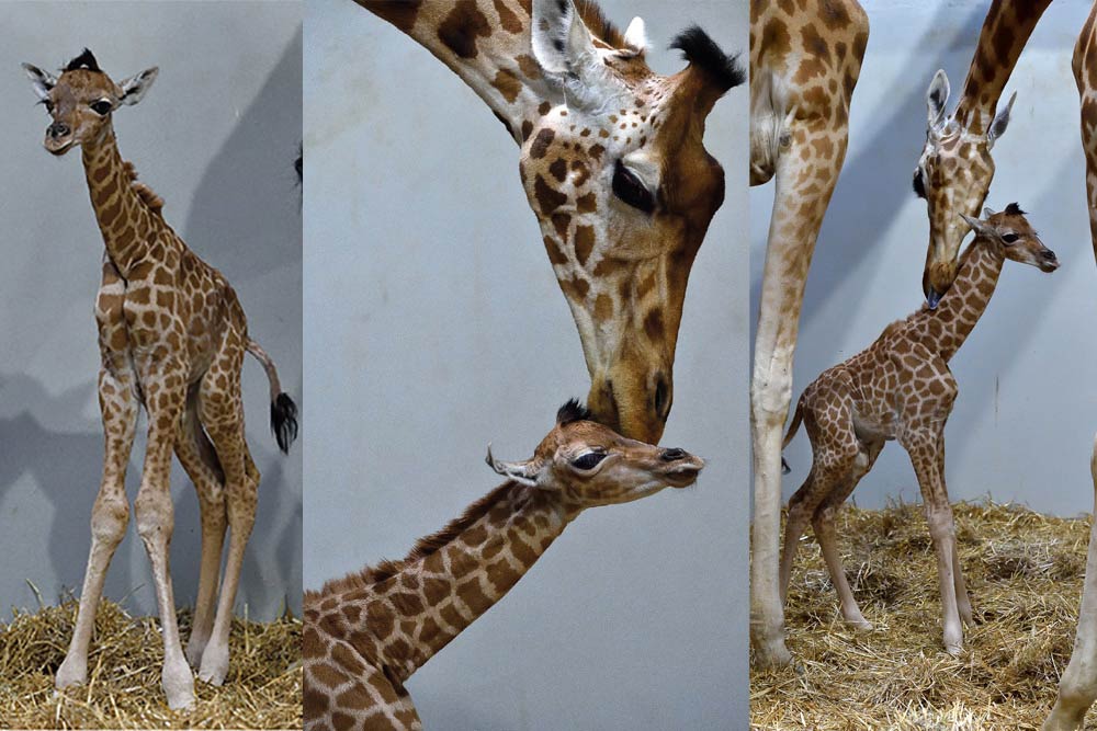 Un bébé girafon est né le 3 juillet dernier… 