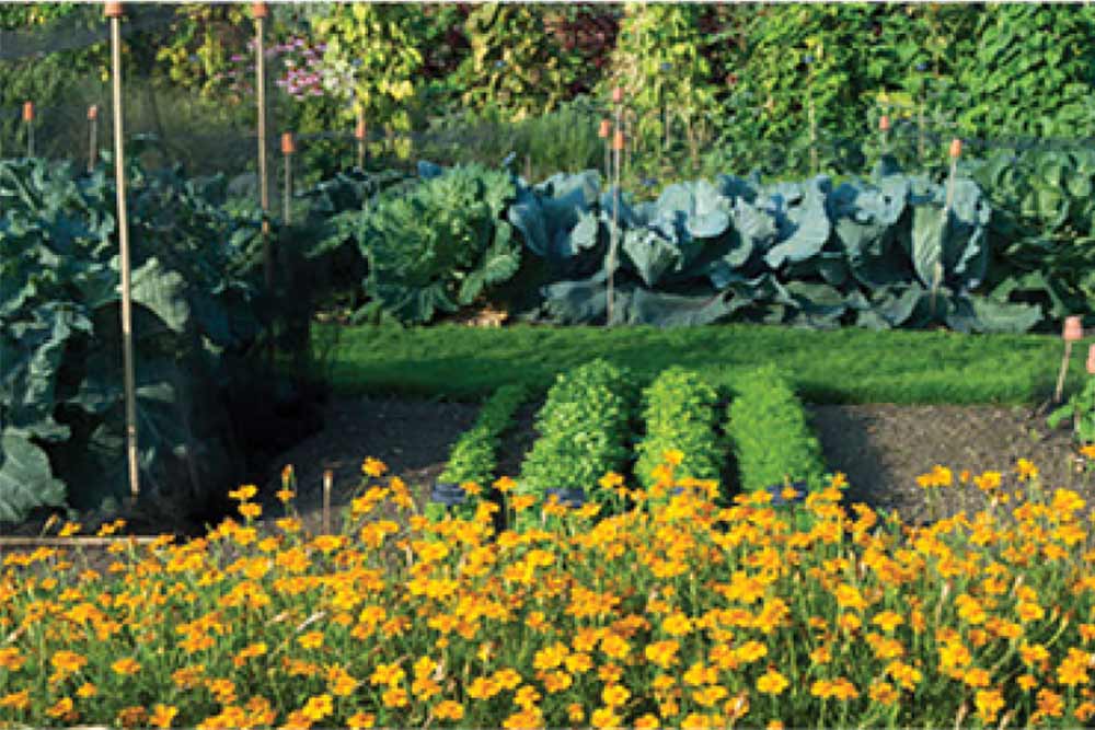 Royal Botanic Gardens Kew : plantes