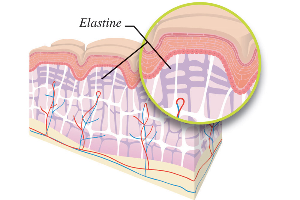 Schéma de la peau : Elastine