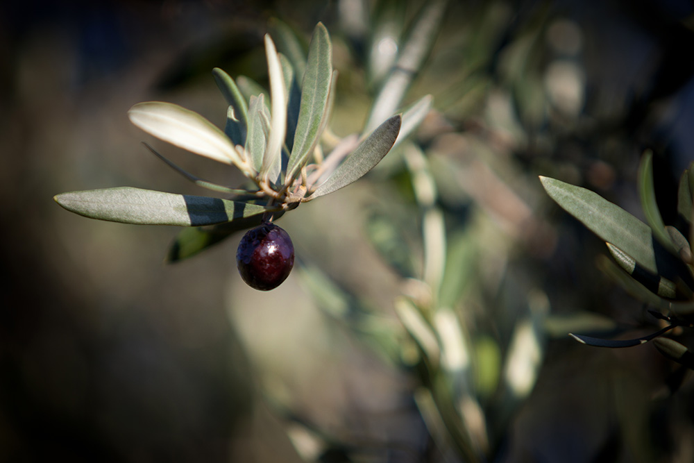Le Petit Oliver : Olives