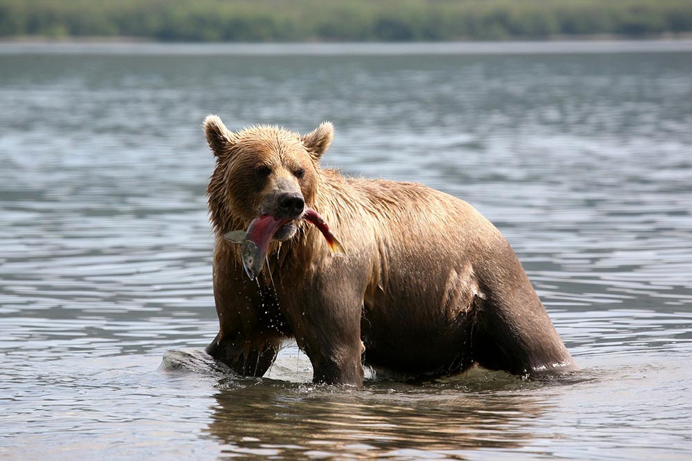 Même les Ours aiment le saumon