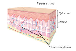 Schéma d'une peau saine