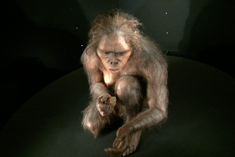 BURGOS Musée de l'Evolution Humaine) Homo habilis