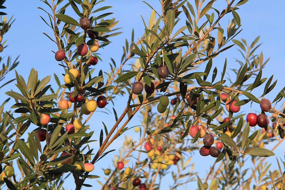 Olives Terra Delyssa