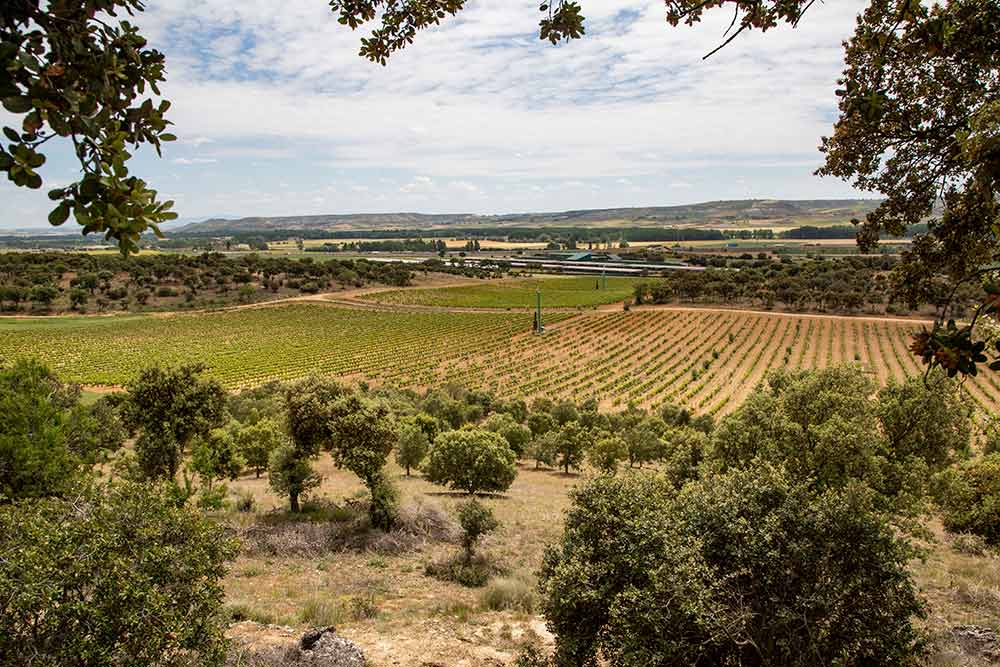 La ferme Finca Santa Rosalia compte 40 hectares de vignes.