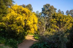 Le mimosa a une place privilégiée…