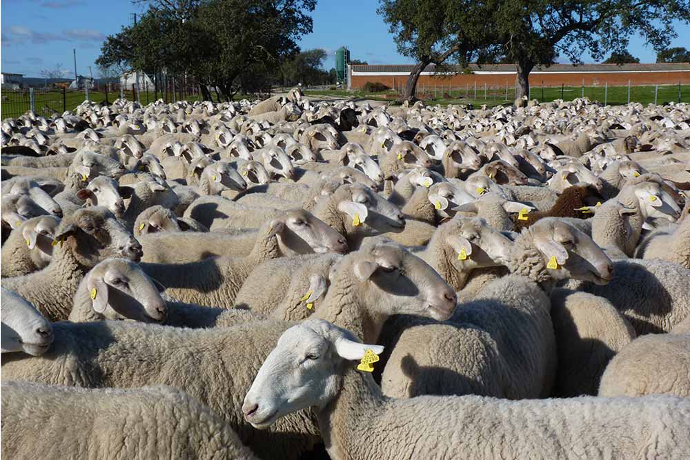 Moutons attendant de sortir au pâturage