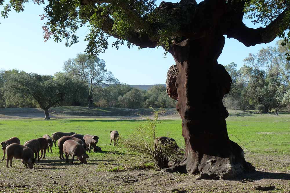Patrimoine naturel - Pâturage, vieux chêne et porcs noirs.