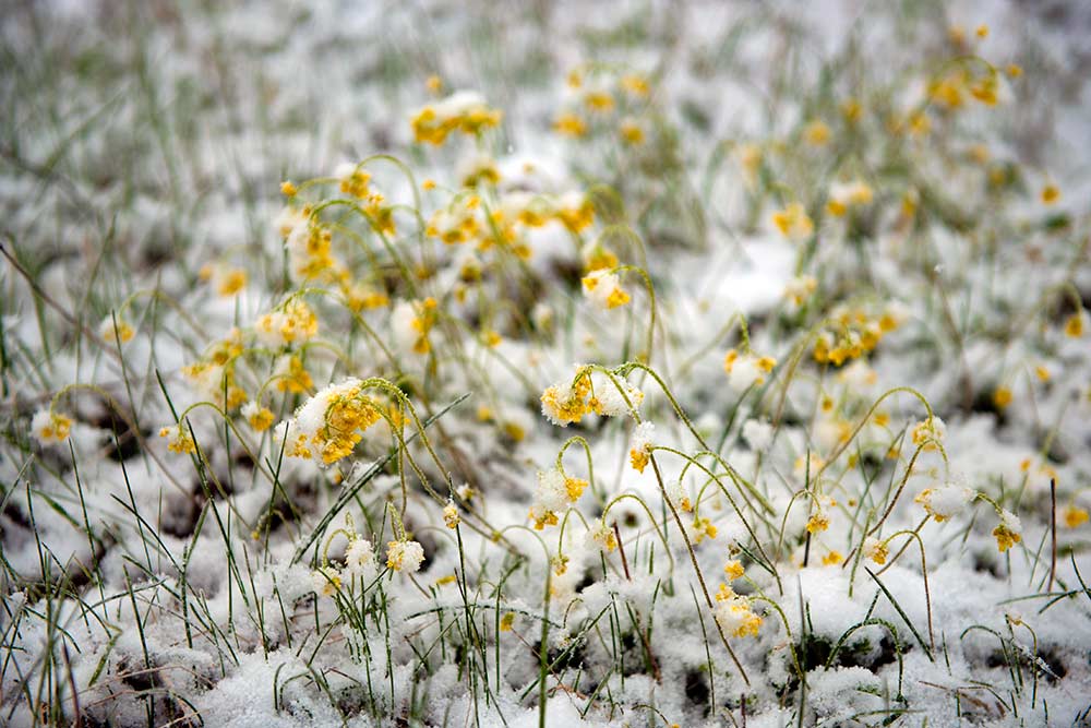 Natura Siberica : Sibérie fleurs jaunes